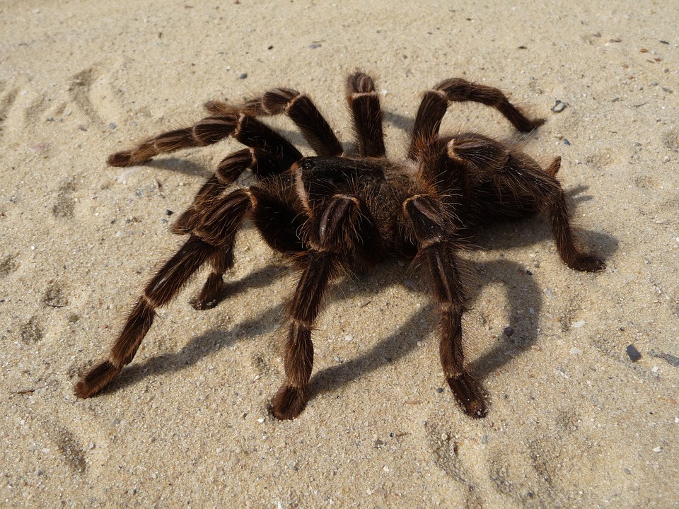 Tarantula.