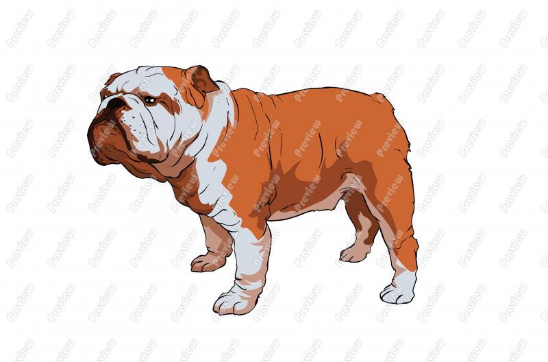 Images: English Bulldog Clipart.