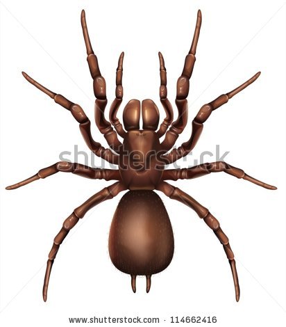 Funnel Web Spider Stock Images, Royalty.