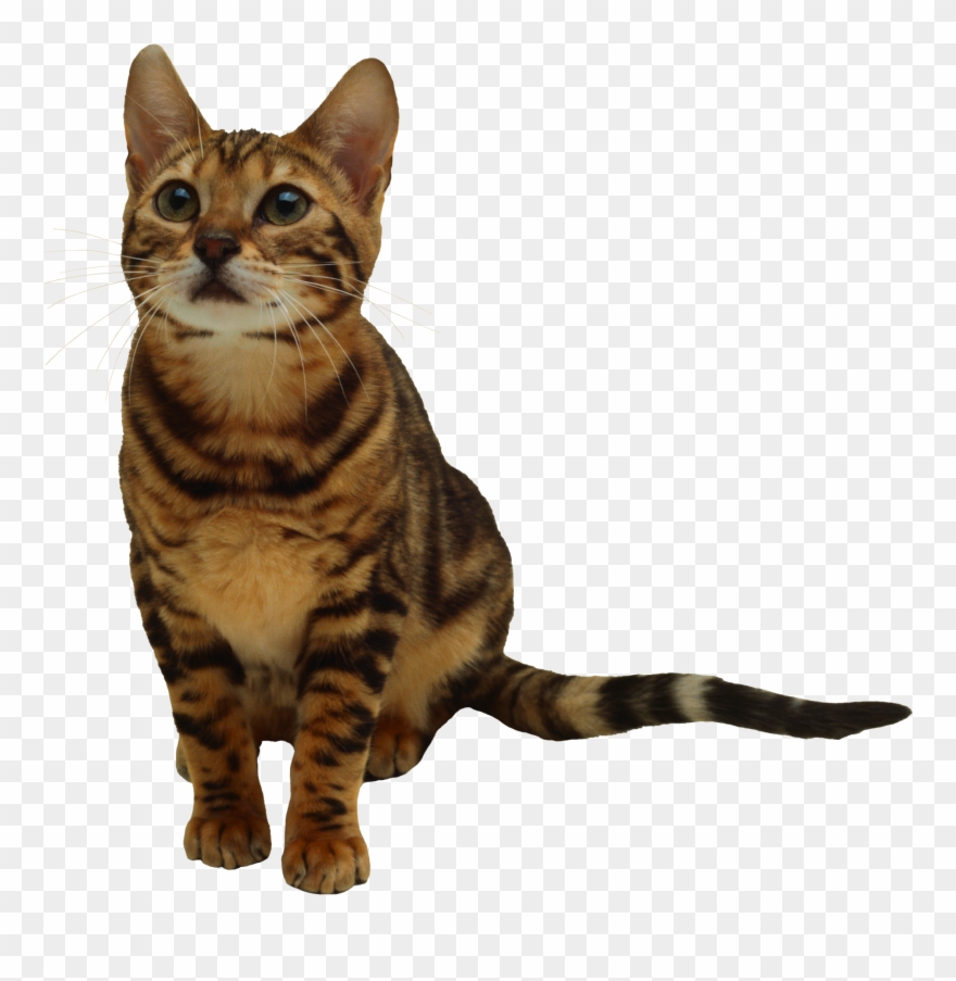 Tabby Cat Clipart Transparent Background.