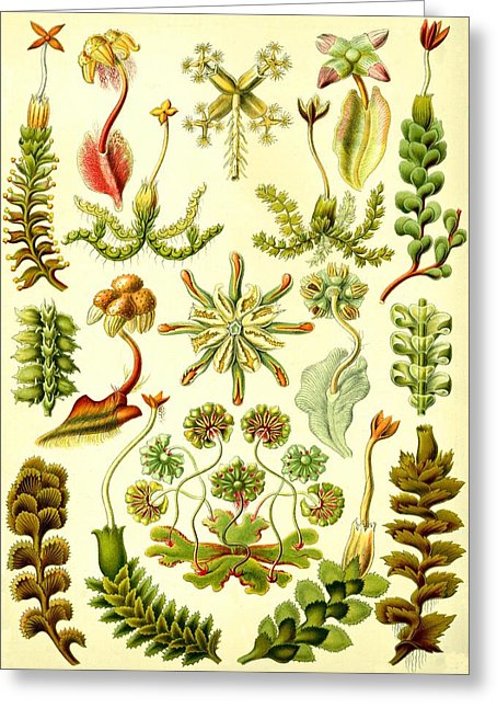 Liverworts Moss Brunnenlebermoos Haeckel Hepaticae Drawing by.