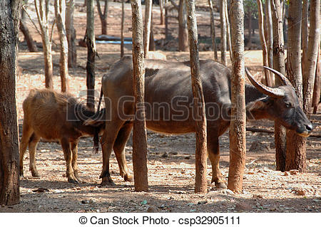 Stock Photography of Water Buffalo (Bubalus bubalis).