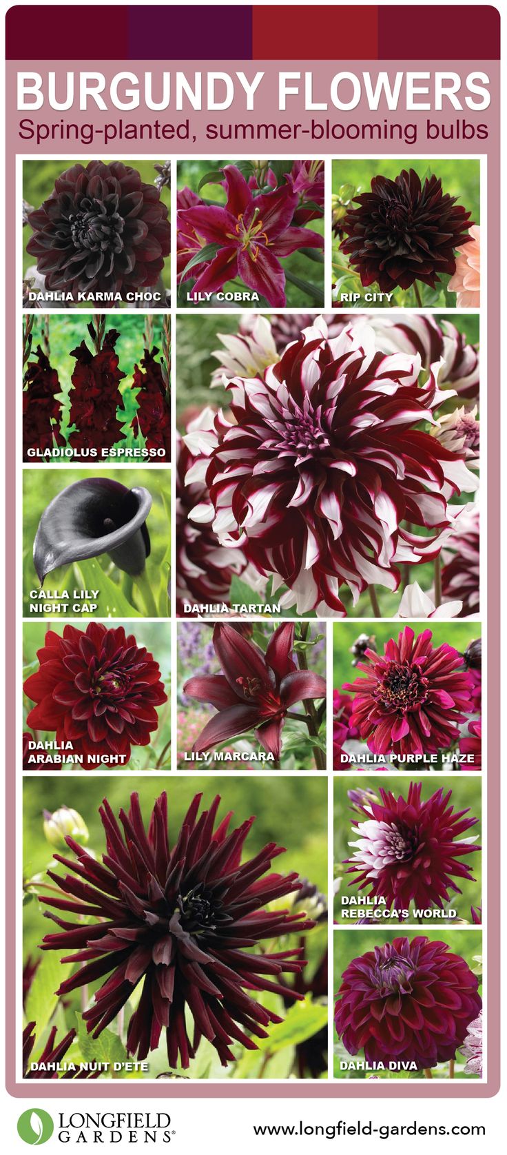 25+ best ideas about Burgundy Flowers on Pinterest.