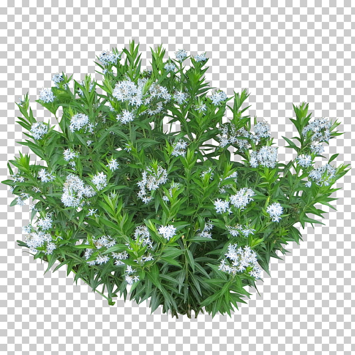 Shrub Plant Tree, bushes, white petaled flowers PNG clipart.