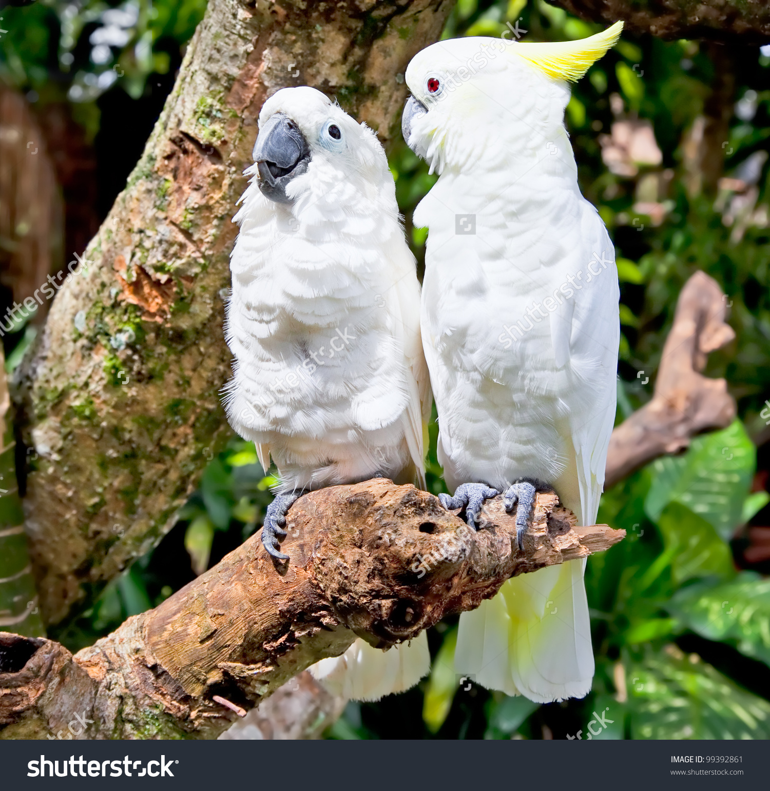 Yellowcrested White Cockatoo Cacatua Galerita Cacatua Stock Photo.