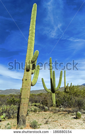 Giant Saguaro Cactus Saguaro National Park Stock Photo 187858331.