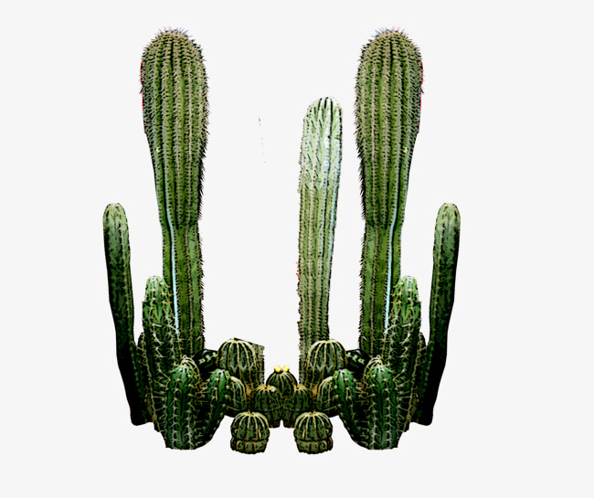 Cactus Landscape, Garden, Plant Landscap #164756.