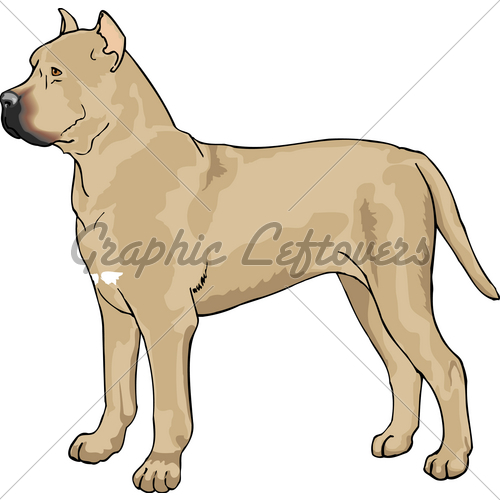 Cane Corso Pup · GL Stock Images.