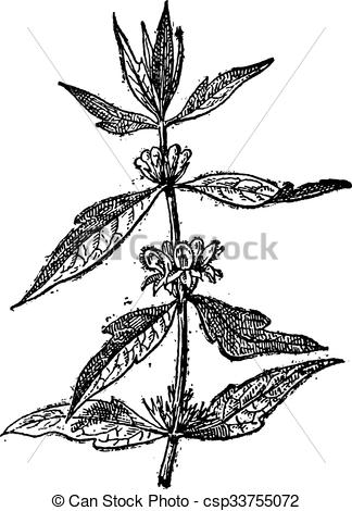 Vectors Illustration of Motherwort or Leonurus cardiaca, vintage.