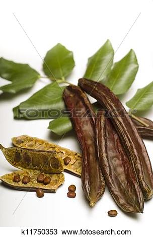 Stock Photo of Carob (Ceratonia siliqua) isolated on white.