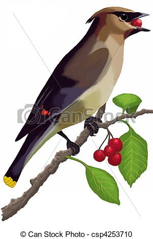 Stock Illustration of Cedar Waxwing eating a berry.