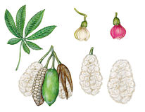 Ceiba Stock Illustrations.