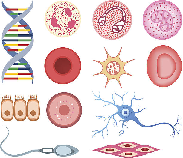 Cells Cartoon ~ Connective Tissue | Laleriszar