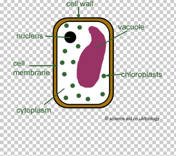 Plant Cell Diagram Plants Cell Wall PNG, Clipart, Angle, Area.