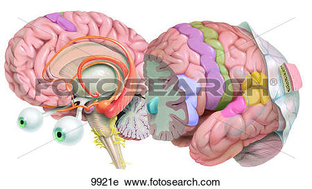 Clipart of Cerebral Hemispheres Unlabeled 9921e.