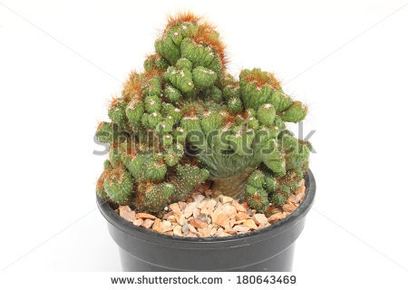 Peruvianus Stock Photos, Royalty.