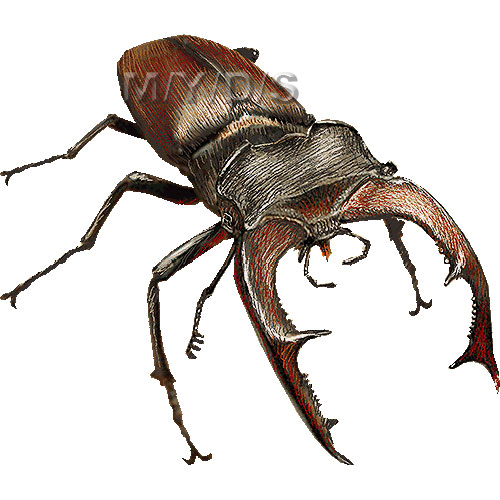 Lucanus Cervus, Stag Beetle clipart graphics (Free clip art.