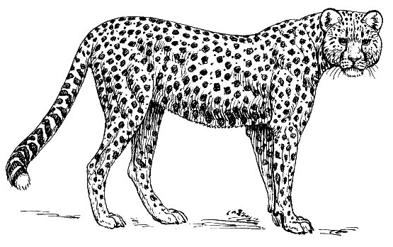 Free Cheetah Clipart, 1 page of Public Domain Clip Art.