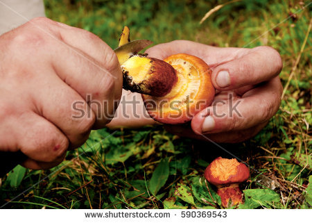 Suillus Stock Photos, Royalty.