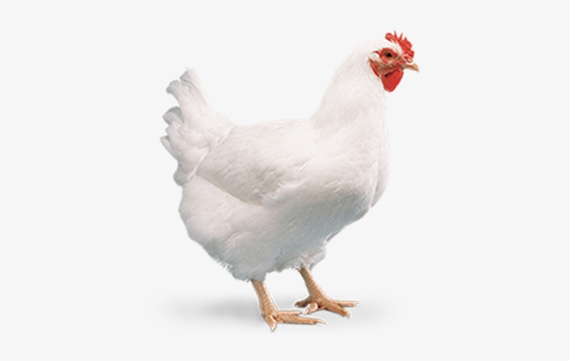 Broiler Chicken Png.