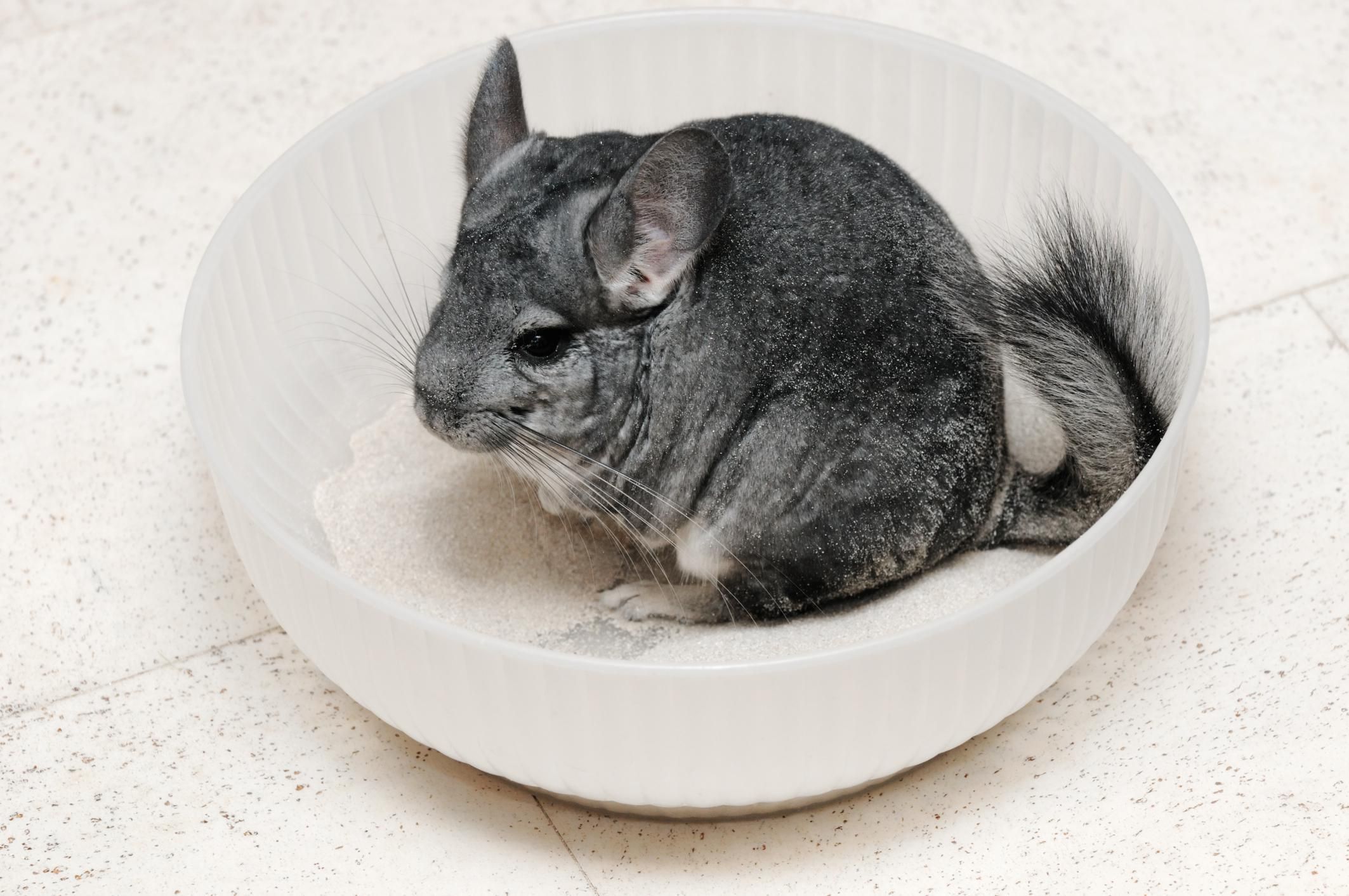 Chinchillas Pet Profile and Facts.