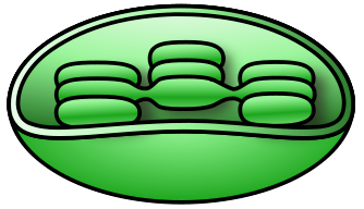 Chloroplast Clipart.