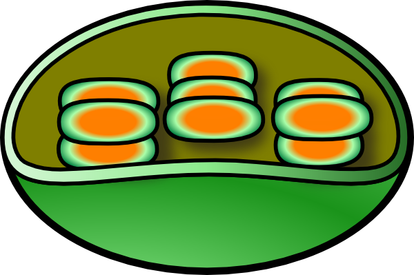 Chloroplast Clip Art at Clker.com.