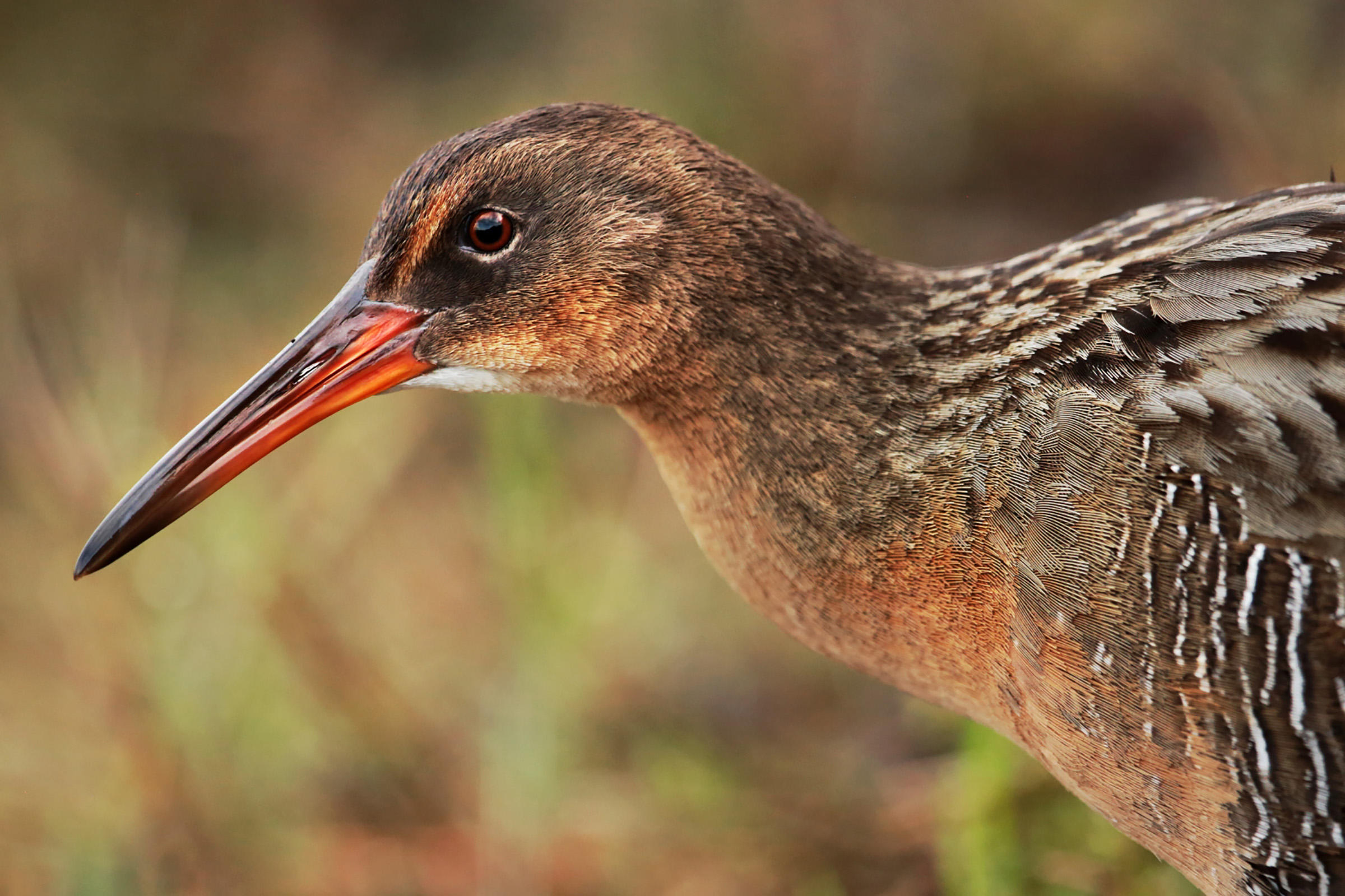 Ridgway's Rail.