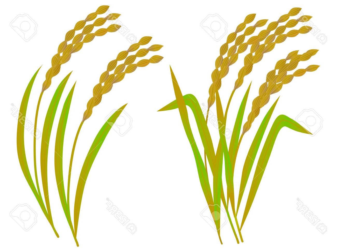 Collection of Wheat clipart.