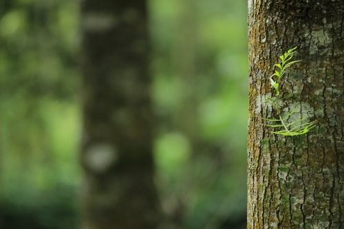 New free stock photo of tree green tree trunk in 2019.