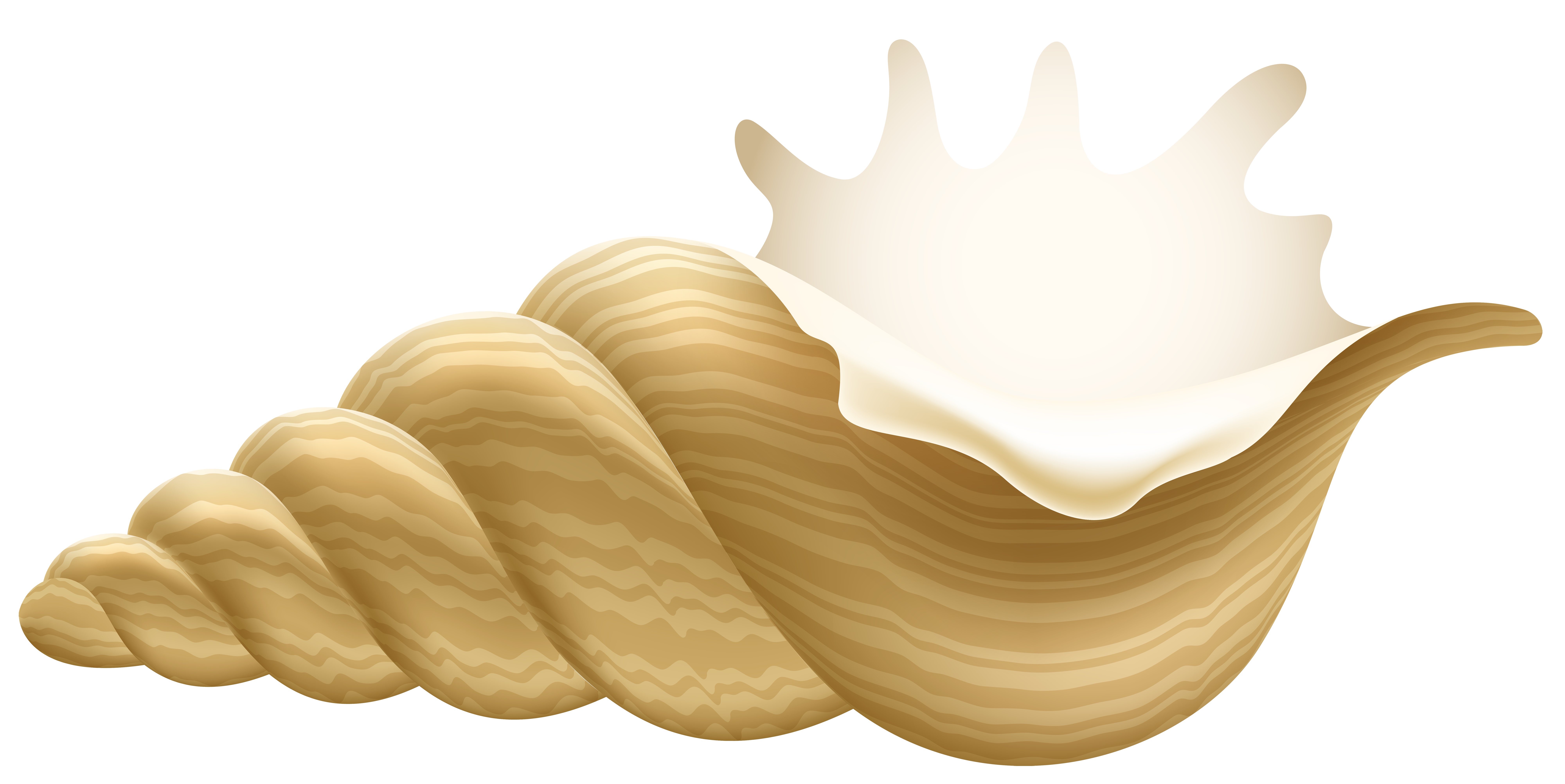 Conch PNG Clip Art.