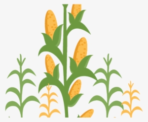 Corn Stalks PNG & Download Transparent Corn Stalks PNG.