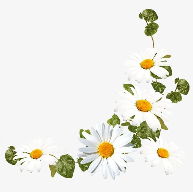 White Daisy Flower Decoration Pattern PNG, Clipart, Daisy, Daisy.