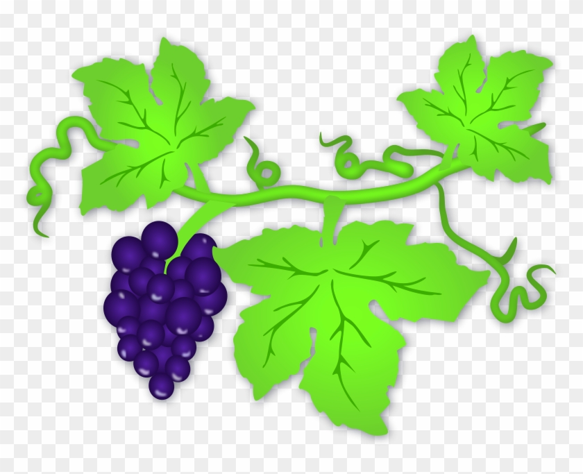 Grapes clipart grape plant, Grapes grape plant Transparent.