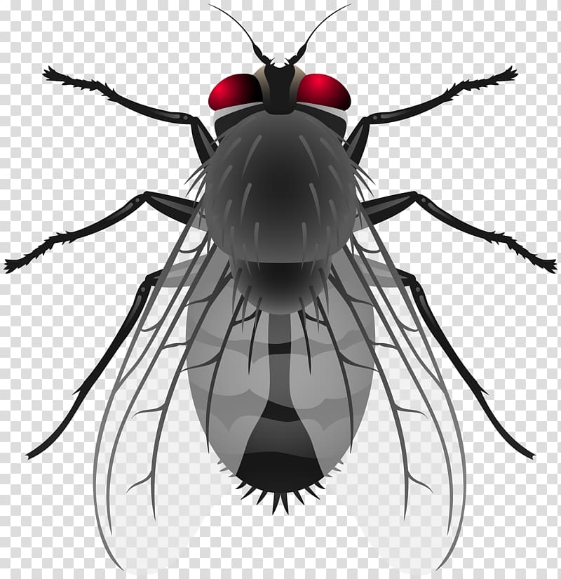 Insect Housefly , insect transparent background PNG clipart.