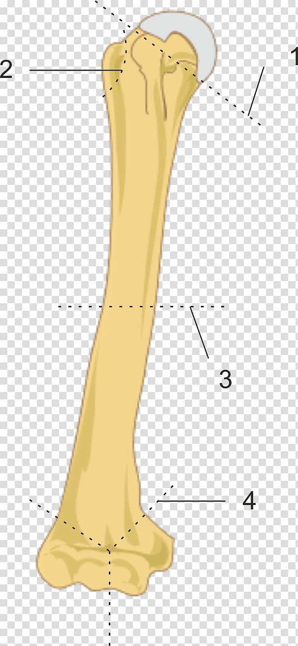 Finger Bone Humerus fracture Greater tubercle, arm.