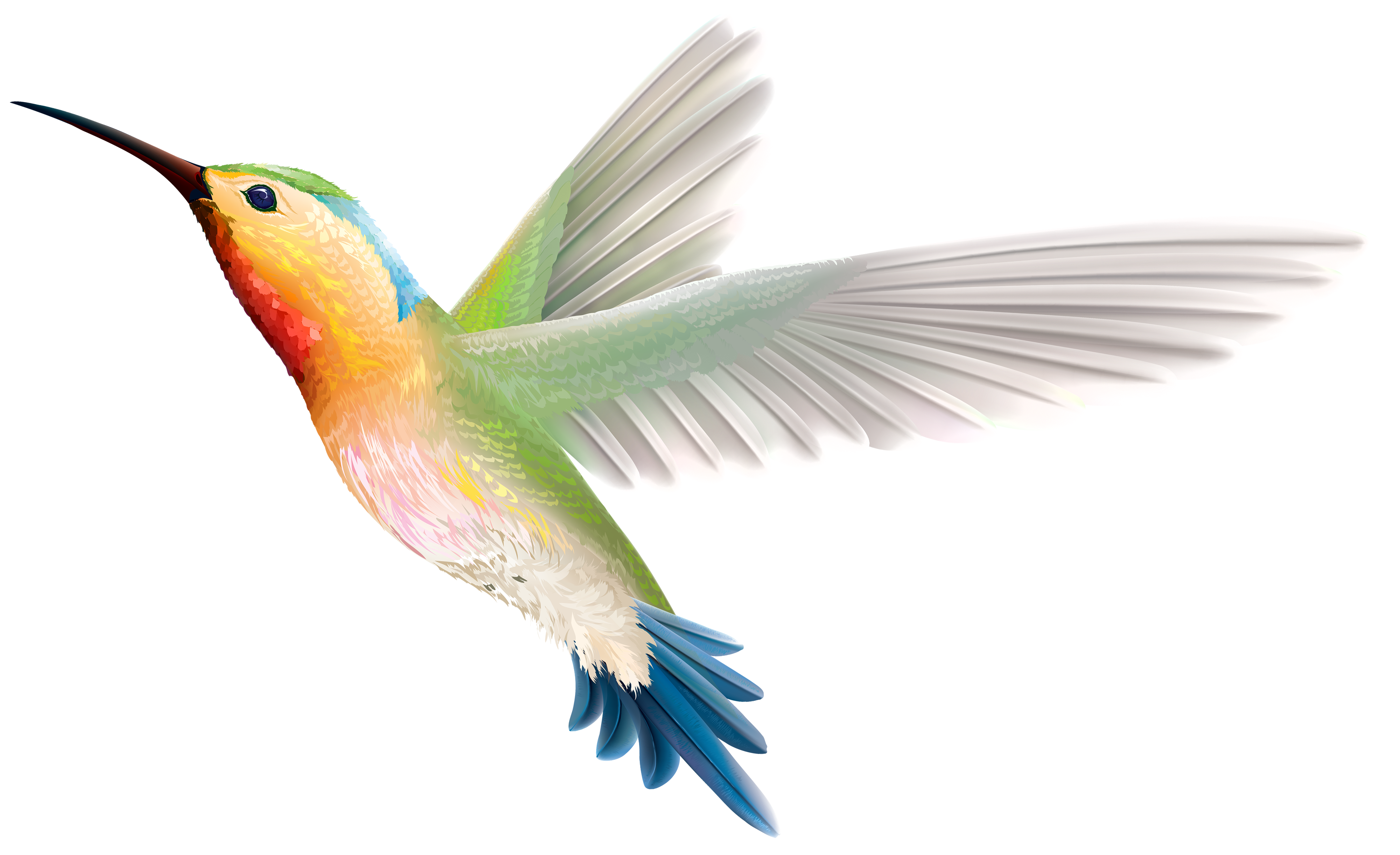 Hummingbird PNG Clipart.