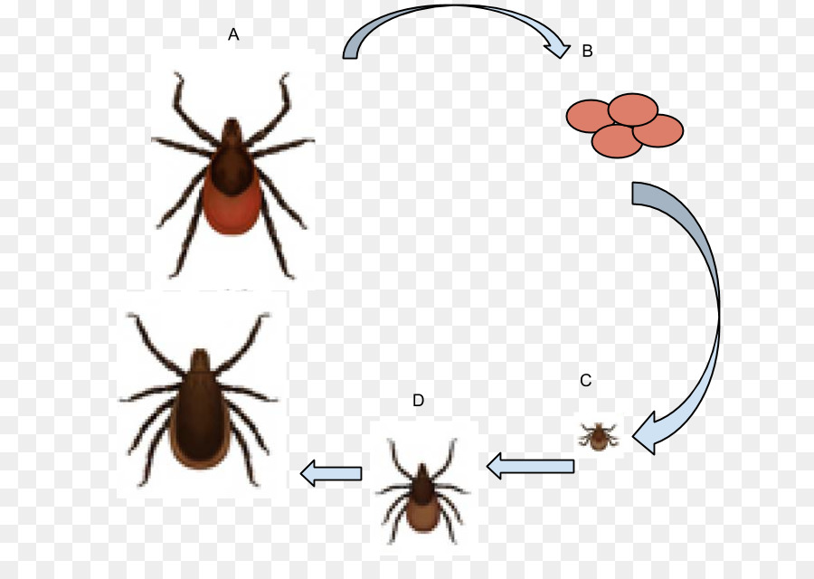 immature ticks clipart Deer tick Lyme disease clipart.