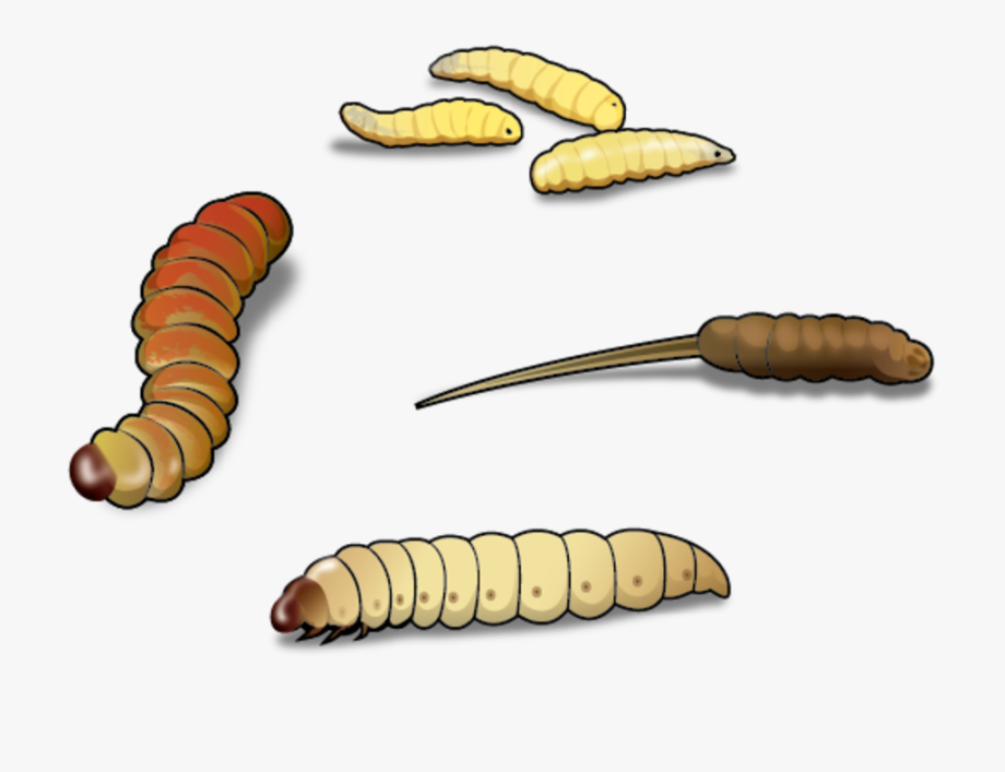 Image Inchworm Clipart Wiggle Worm.