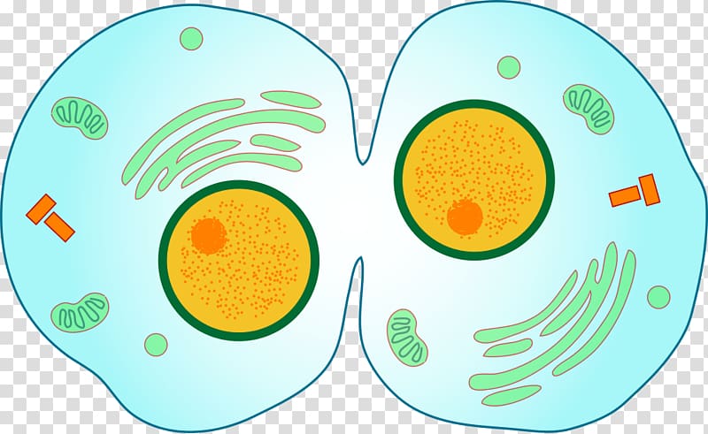 Cytokinesis Mitosis Cell division Meiosis, animal cells.