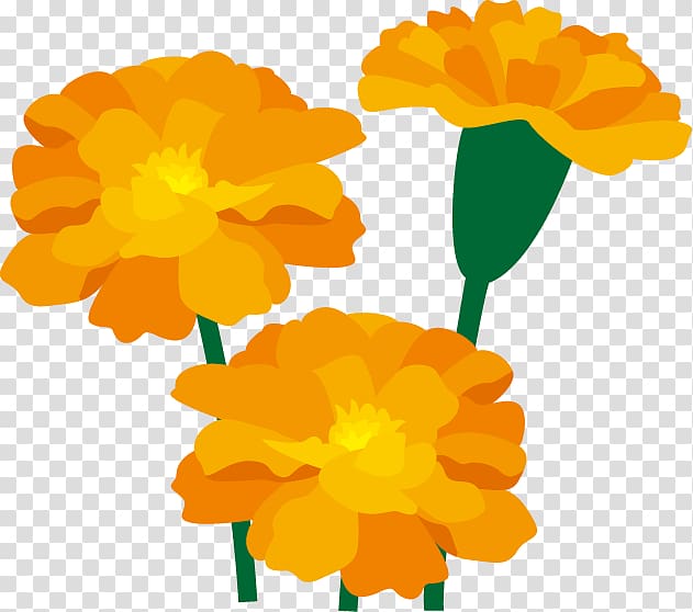 Marigold Flower Art , marigold transparent background PNG.