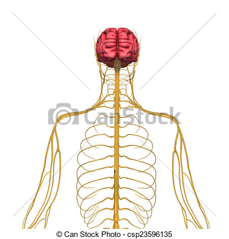 Nervous system clipart 2 » Clipart Station.