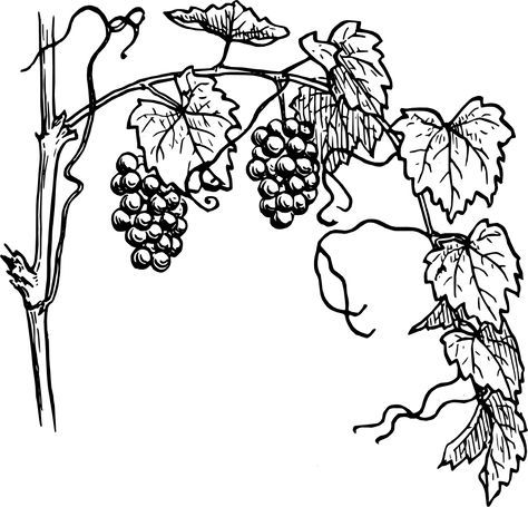 black and white vine clip art.