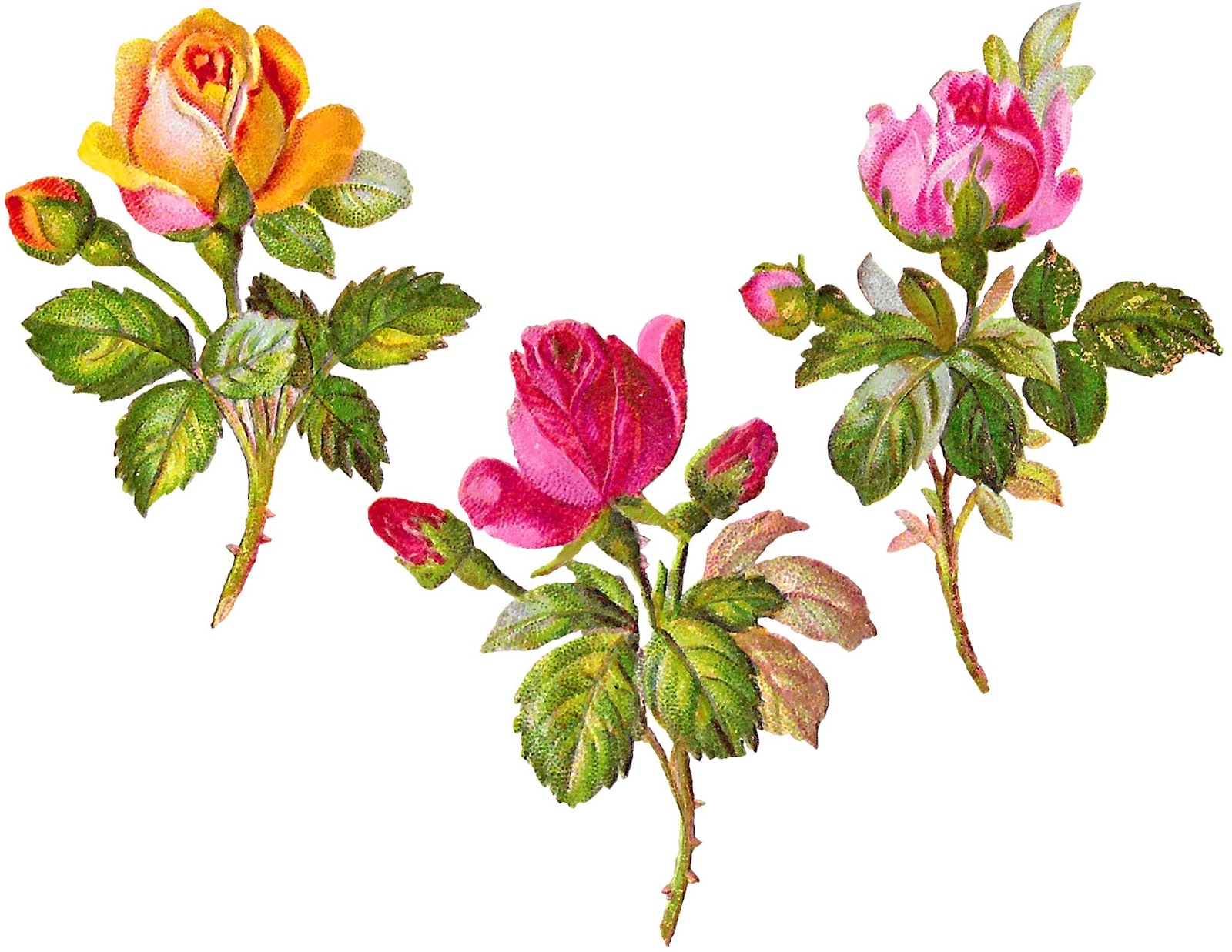 Antique Images: Free Rose Vintage Clipart Digital Package Download.