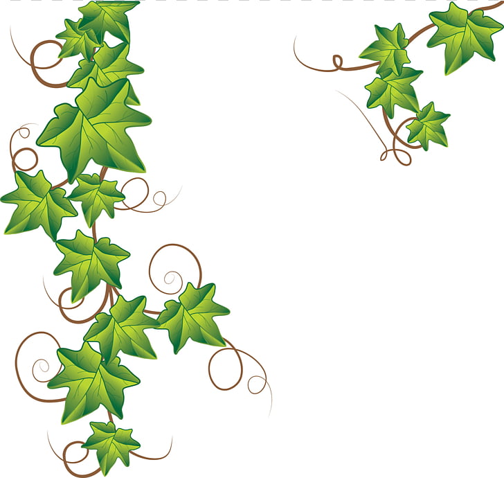 Stock photography Drawing, Pumpkin Vine PNG clipart.