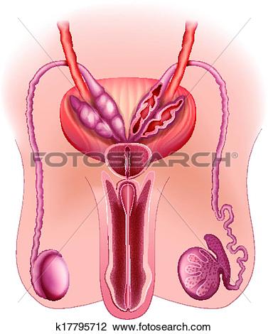 Clipart of male reproductive system k17795712.