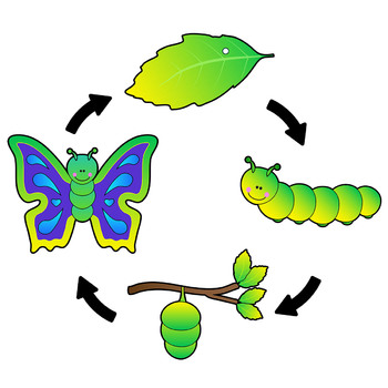 Butterfly Life Cycle Clip Art Sequence.