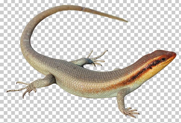 Southern Alligator Lizard Agama Skink Lacertids PNG, Clipart.