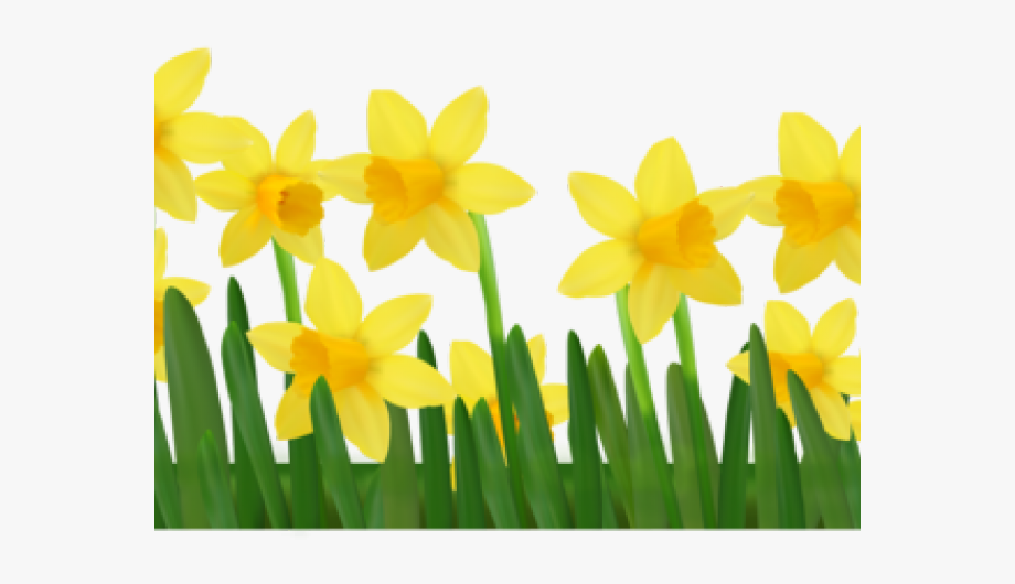 Daffodils Clipart Spring Break.