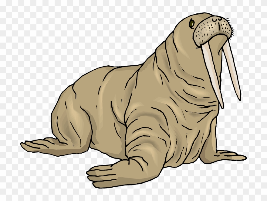 Walrus Clip Art.